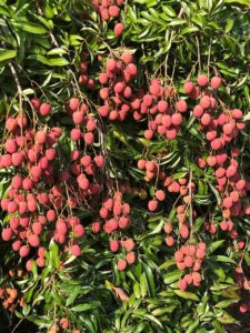 Good litchi set using the correct irrigation scheduling according to crop phenology