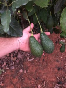 A good avo set using the correct irrigation scheduling according to crop phenology