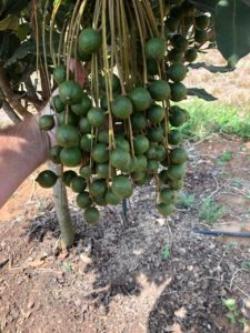 A good avo set using the correct irrigation scheduling according to crop phenology