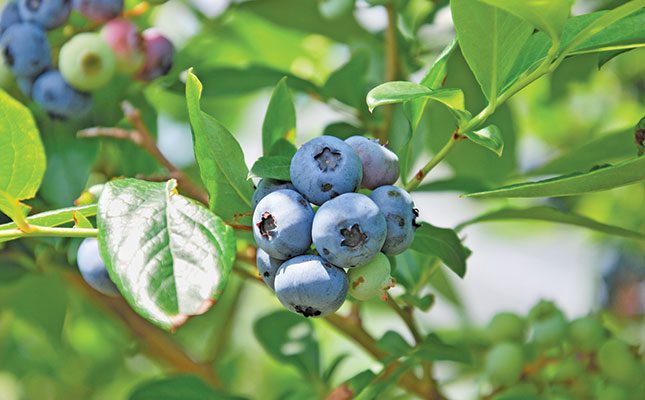 Blueberry producers internationally are consolidating and using new technologies and genetics to survive the price cost squeeze, according to the recently released Global State of the Blueberry Industry Report 2023.