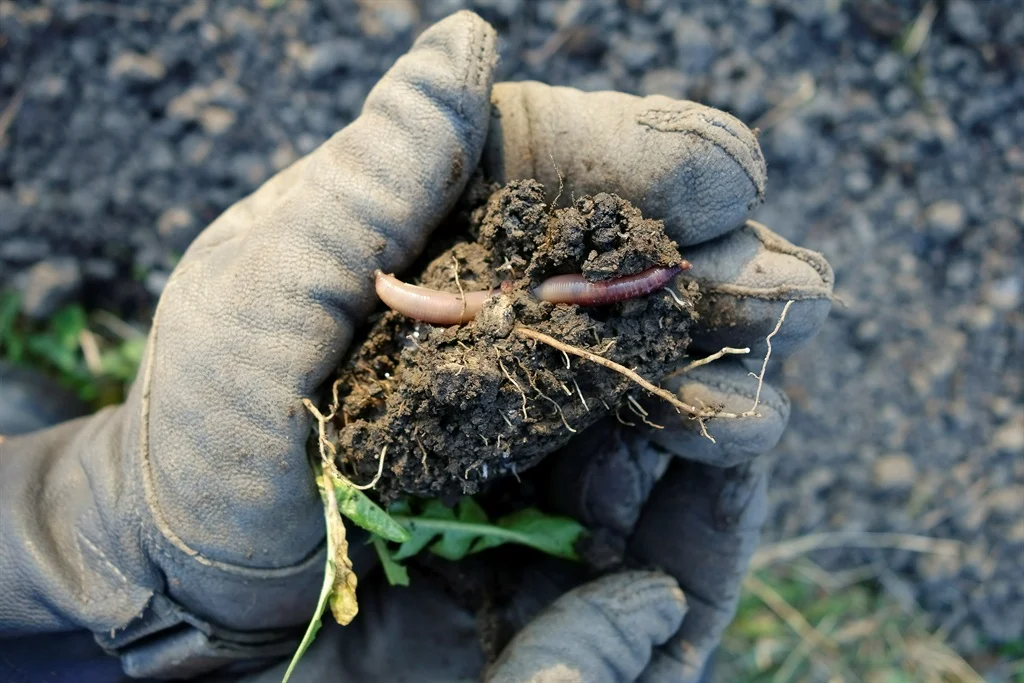 Grains trust: In addition to their contribution to the world's annual grain yield, earthworms also contribute to the production of over 140 million metric tonnes of legumes each year.