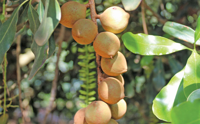 The macadamia industry has yet to make the quantum leap in yield seen in older industries like apples and citrus. But with a greater focus on genetics, and fine-tuning every step in the production process, tripling macadamia yields could soon be a reality.