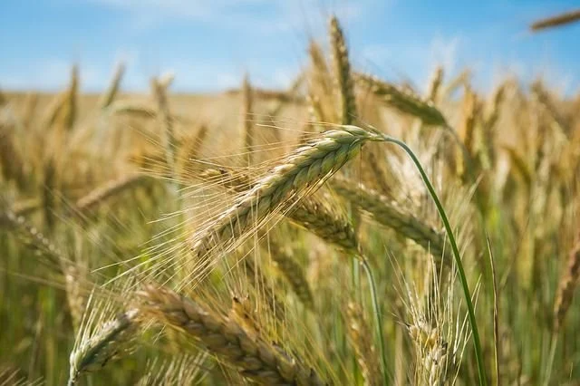 The agricultural landscape is experiencing a notable shift away from the conventional method of mono-cropping, where large expanses of land are dedicated to the cultivation of a single crop variety.