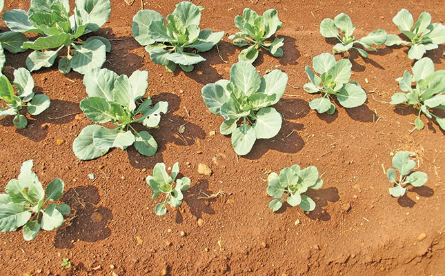 Farmers know that nitrogen is necessary for growing cabbages and other crops, but many do not fully understand its importance for maximising yields, writes Bill Kerr.