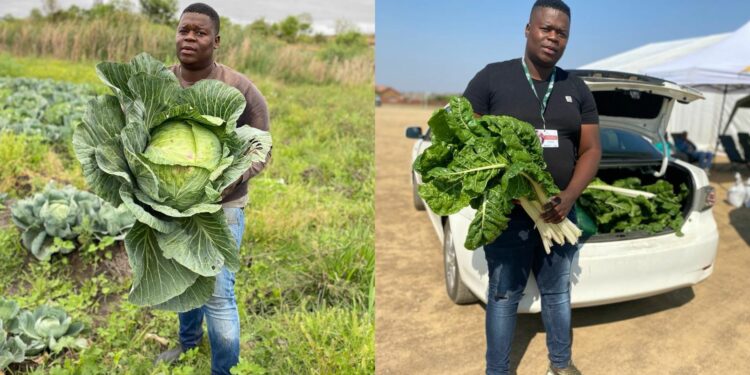 Sanela Mathebula went from humble beginnings with 15 000 cabbage seedlings to building New Style Farming into a thriving enterprise in Mpumalanga. His advice to aspiring farmers emphasises starting small, learning from others, and maintaining discipline