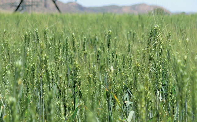 Addressing the challenge of Russian wheat aphid in South Africa requires a multifaceted approach that combines host-plant resistance and biological, cultural and chemical control.