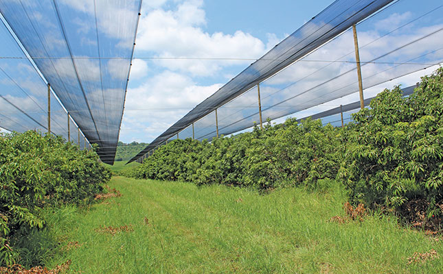 The process of eating a litchi reveals a greater truth about the fruit’s production: crack the hard part and reap the sweet rewards. While many have opted out of this journey, litchi farmer André Schoeman has continuously placed his bets on the crop, focusing on timing to get maximum returns.