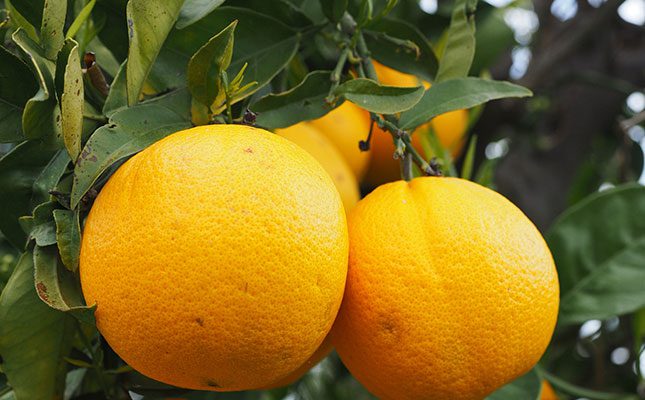 South Africa’s citrus industry is gearing up for another robust export season, with projections indicating a rise of 3,6% in export volumes to 171,1 million 15kg-equivalent cartons in 2025, up from last year’s final tally of 164,5 million 15kg-equivalent cartons.