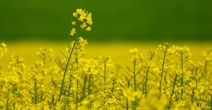 South Africa’s canola sector is on track for another record-breaking harvest, with 2025 projections indicating a 10–15% increase over last year.