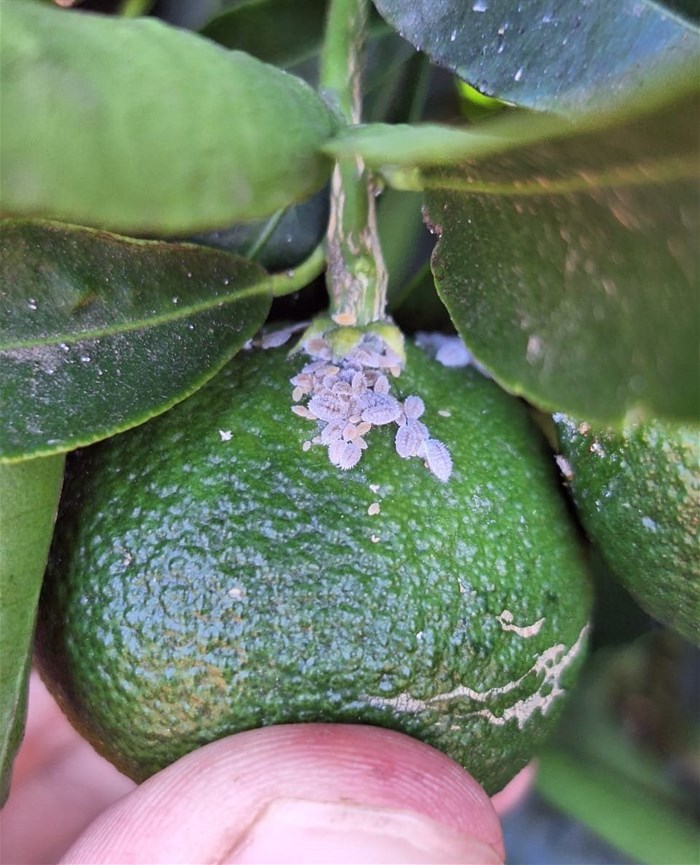 Export regulations, reduced access to chemical products and growing scrutiny around food safety are pushing South African growers to adopt biological crop protection as a central part of integrated farming practices.