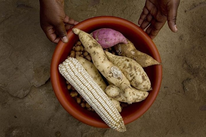 South Africa's agricultural trade performance tells an impressive story. Currently, approximately 44% of this country’s agricultural exports flow into African markets, making the continent our leading destination for agricultural products. The African Continental Free Trade Area (AfCFTA) is designed to amplify this opportunity for all African countries through deepened intra-African trade.