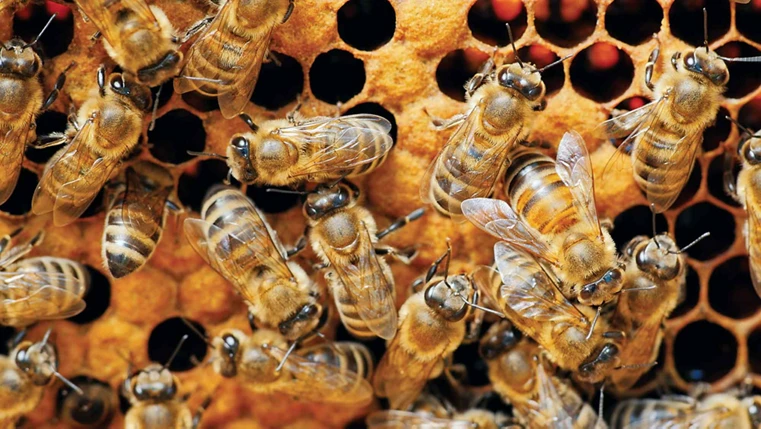 Weed killer’s microbiome effects could contribute to honey bee decline, researchers say.