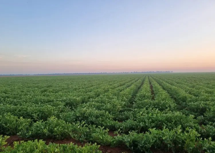 Homegrown innovation is the key to Africa’s agricultural future.