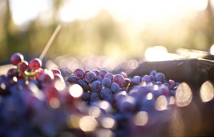 South Africa’s wine industry is heading into the final stretch of the 2026 harvest with renewed optimism, as improved crop estimates and encouraging early quality indicators point to a stronger season than initially expected.