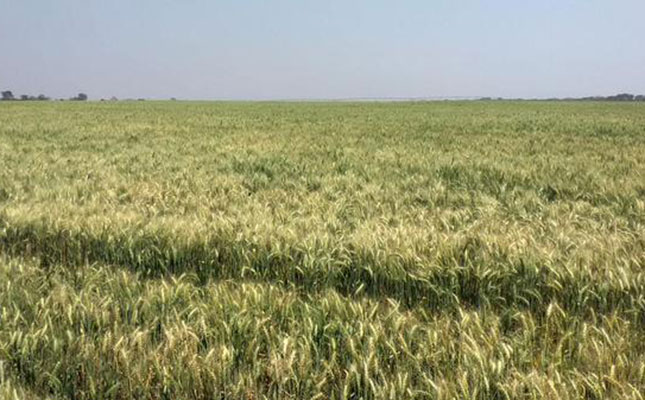 Amid shrinking grain incomes, double-digit input cost increases, and uncertain weather, farmers should make every hectare count, says Swartland agricultural economist Suzanne Lureman.