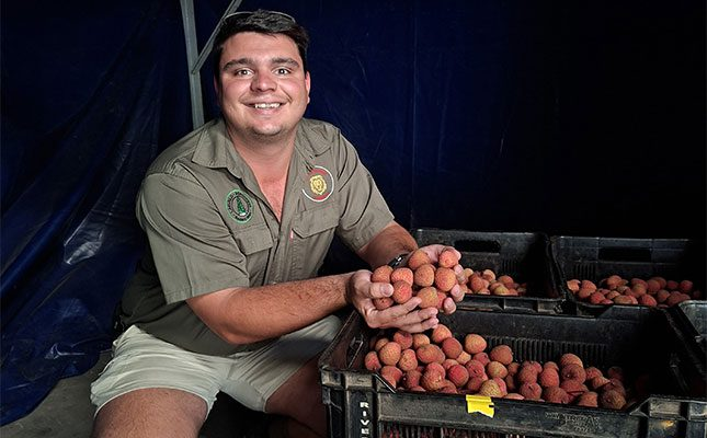 Local litchi producers compete with Madagascar and Mauritius during the counter-seasonal summer harvest. To meet global demand, production chains must stay efficient, says Jaco Henery, production manager at Komati Fruits, who explains how they manage their harvest for exports.
