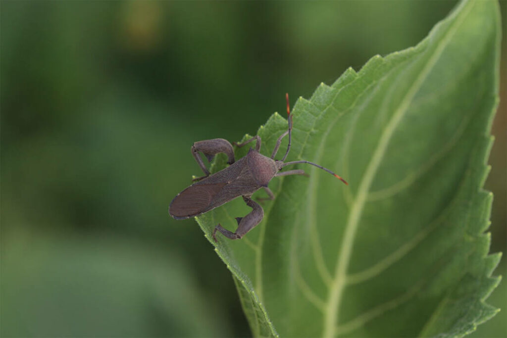 With the expansion of soya bean cultivation in South Africa, growers must prioritise biocontrol for pest risk mitigation. Gustav Venter, technical lead of Insecticides at Syngenta, says the often-underestimated threat of sucking pests in soya bean crops can be managed with early scouting, identification, and thorough chemical control with integrated pest management.