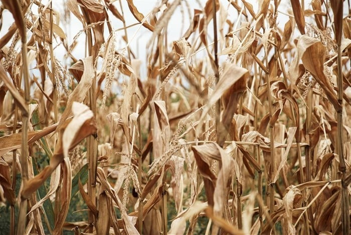 Southern African agriculture is entering the 2026-27 El Niño cycle with stronger foundations to manage potential climate-related disruption, despite risks from drought, heat stress, changing rainfall patterns and pressure on water resources.